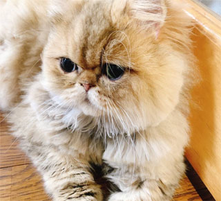 我が家のペットの猫（愛称　ミータン）