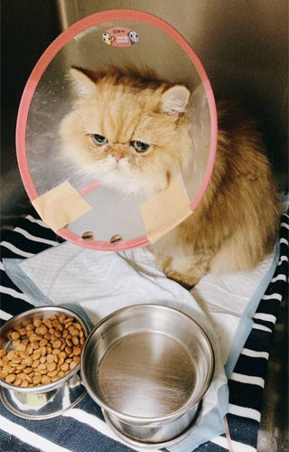 我が家のペットの猫（愛称　ミータン）