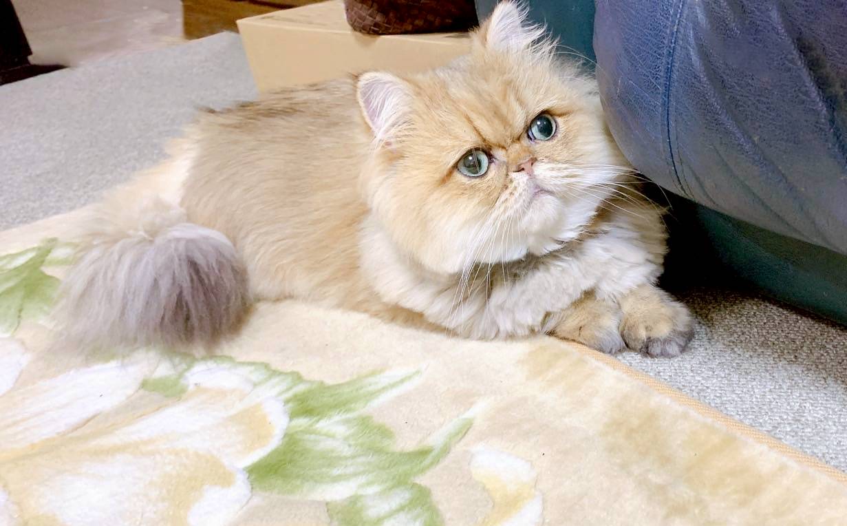 我が家のペットの猫（愛称　ミータン）