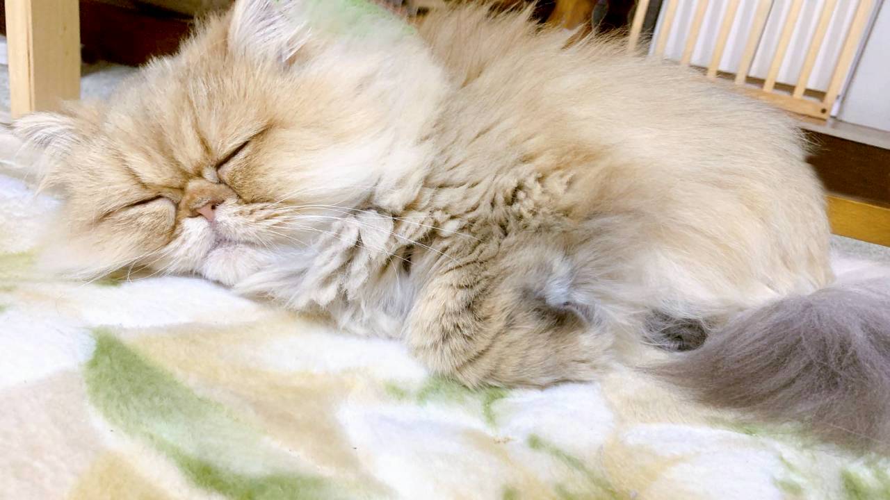 我が家のペットの猫（愛称　ミータン）