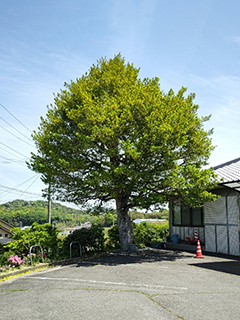 駐車場横にあるクロガネモチの木