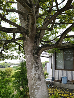 駐車場横にあるクロガネモチの木